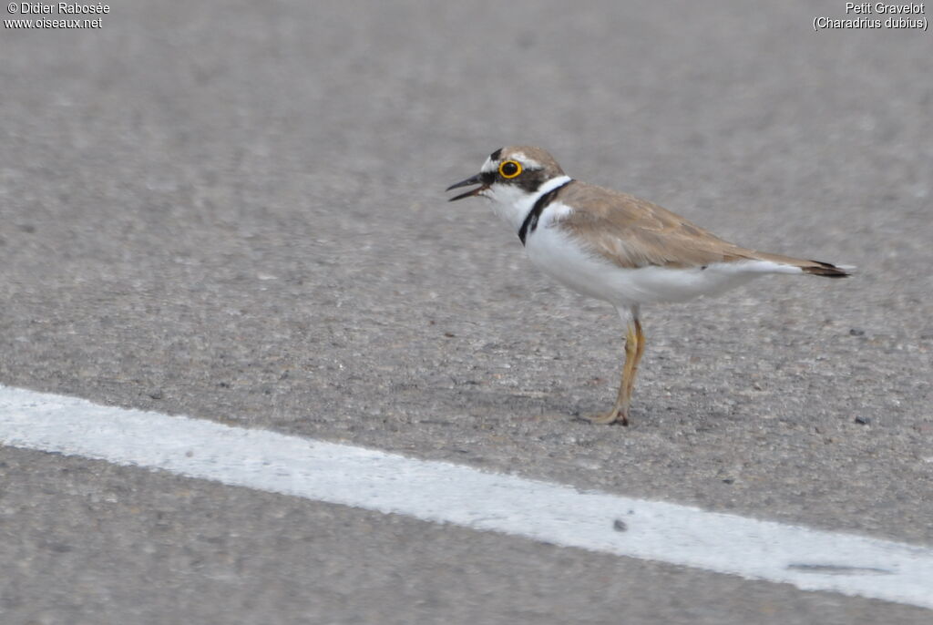 Little Ringed Ploveradult