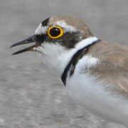 Little Ringed Plover