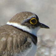 Little Ringed Plover