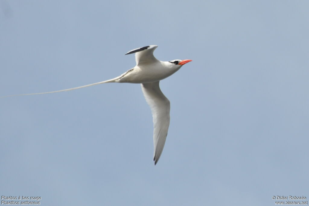 Red-billed Tropicbird, pigmentation, Flight