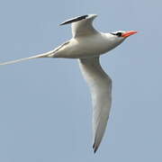 Red-billed Tropicbird