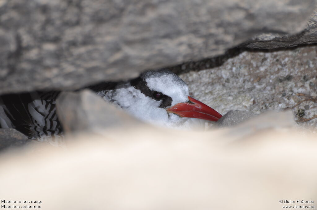 Red-billed Tropicbirdadult, Reproduction-nesting