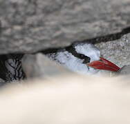 Red-billed Tropicbird