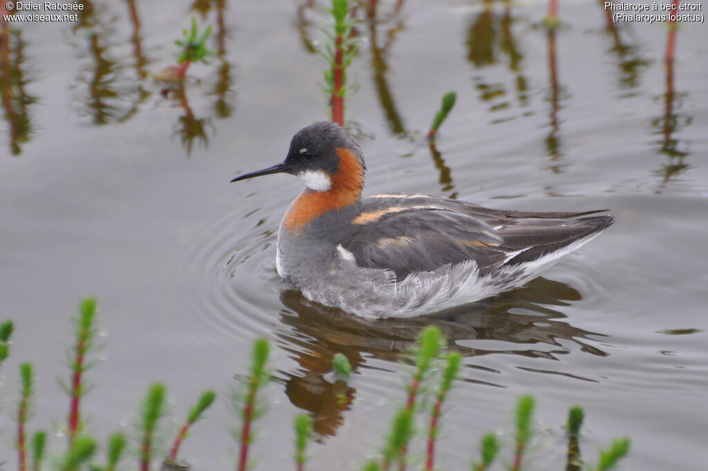 Phalarope à bec étroit femelle adulte