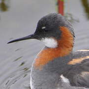 Red-necked Phalarope