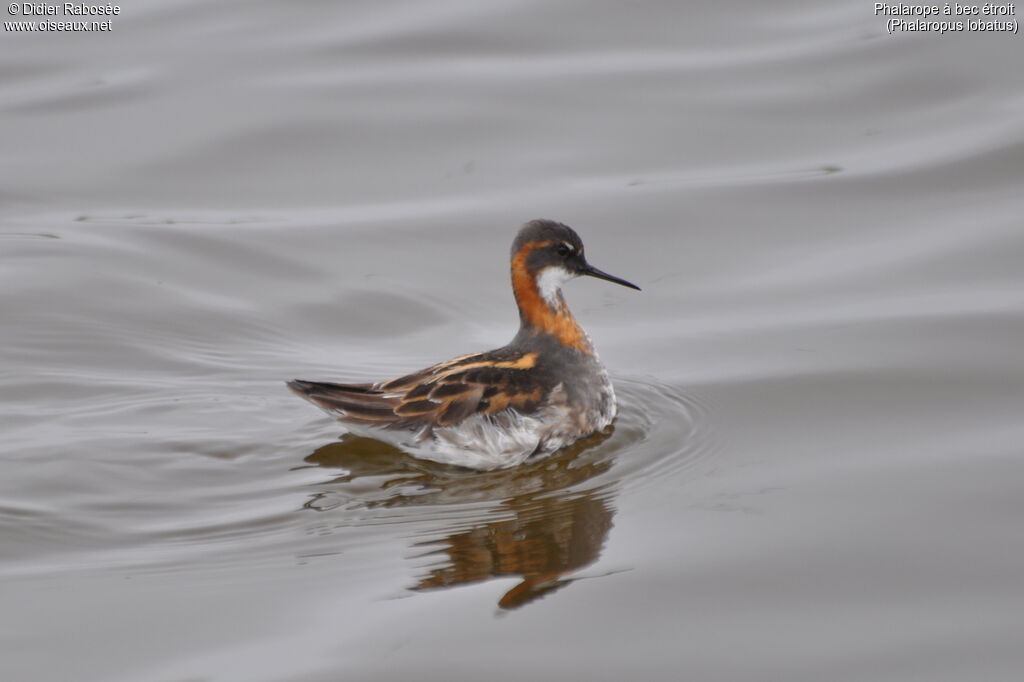 Phalarope à bec étroit mâle adulte