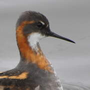 Phalarope à bec étroit