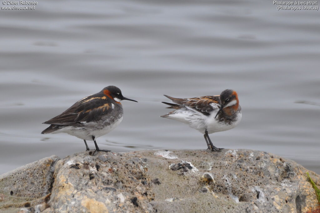 Phalarope à bec étroit 