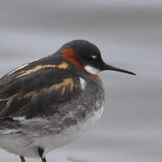 Phalarope à bec étroit