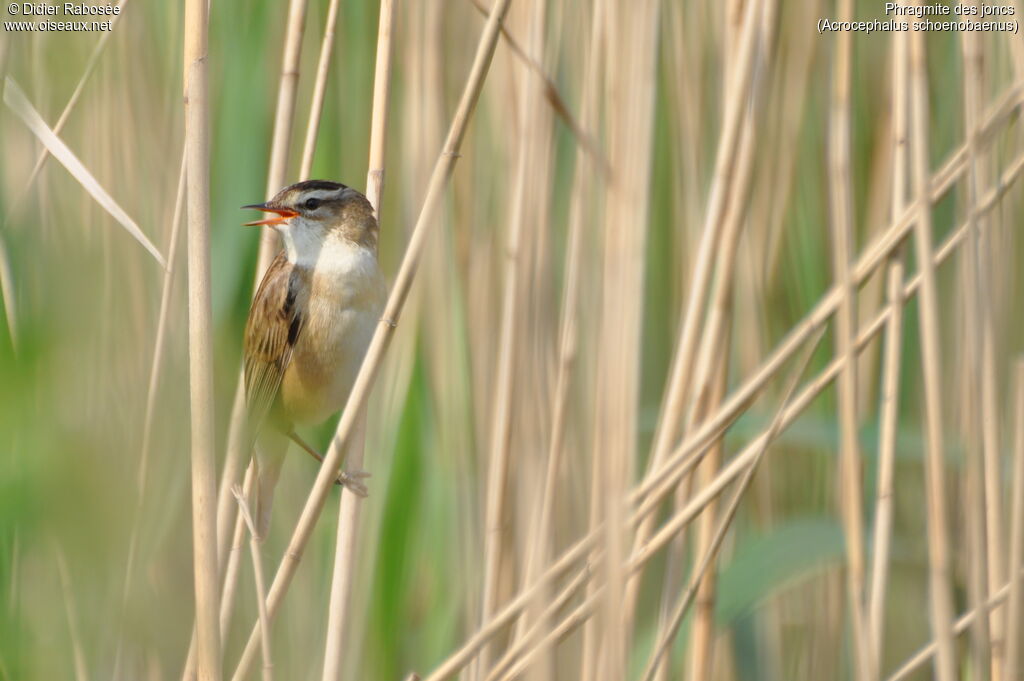 Phragmite des joncsadulte, chant