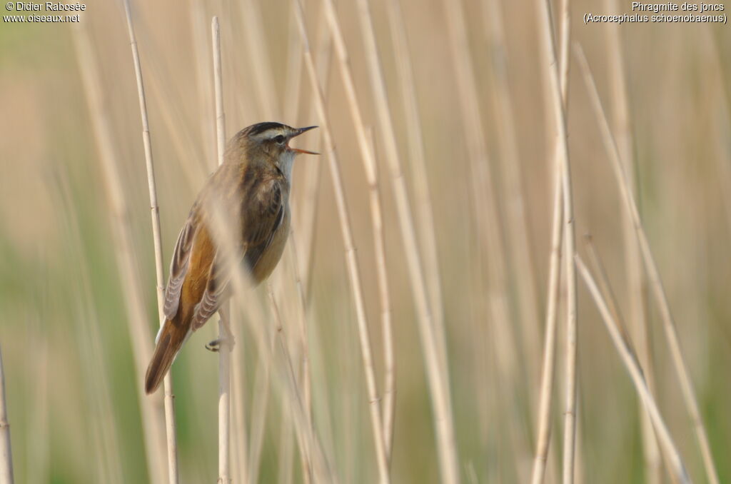 Sedge Warbler, song