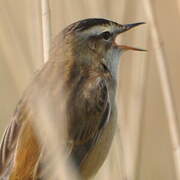 Sedge Warbler