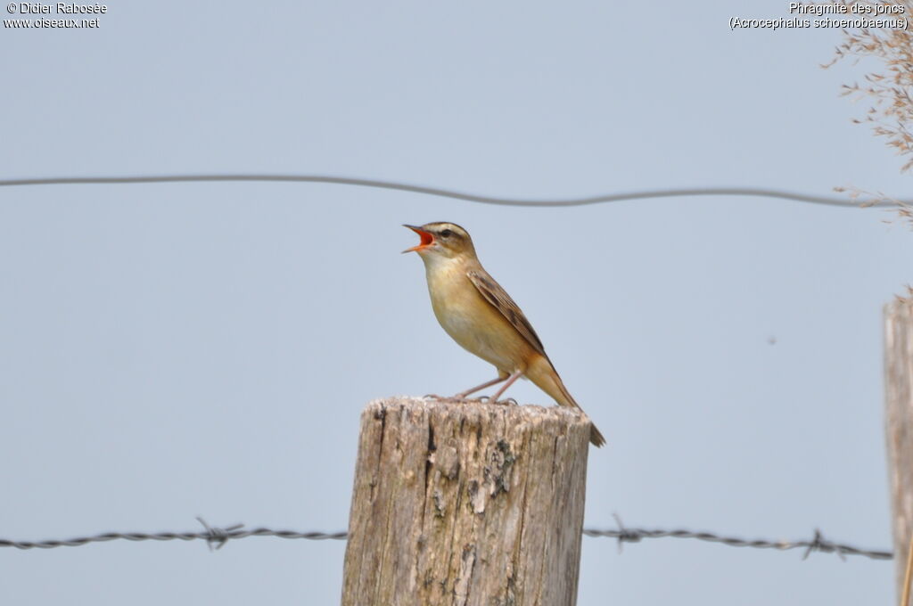 Sedge Warbler, Flight