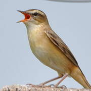 Sedge Warbler