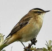 Sedge Warbler