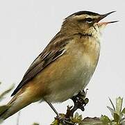 Sedge Warbler