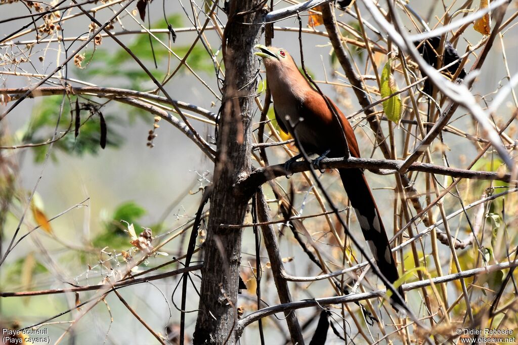 Squirrel Cuckoo