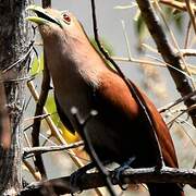 Squirrel Cuckoo