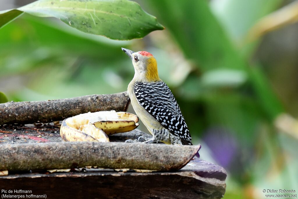 Hoffmann's Woodpecker male adult