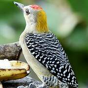 Hoffmann's Woodpecker