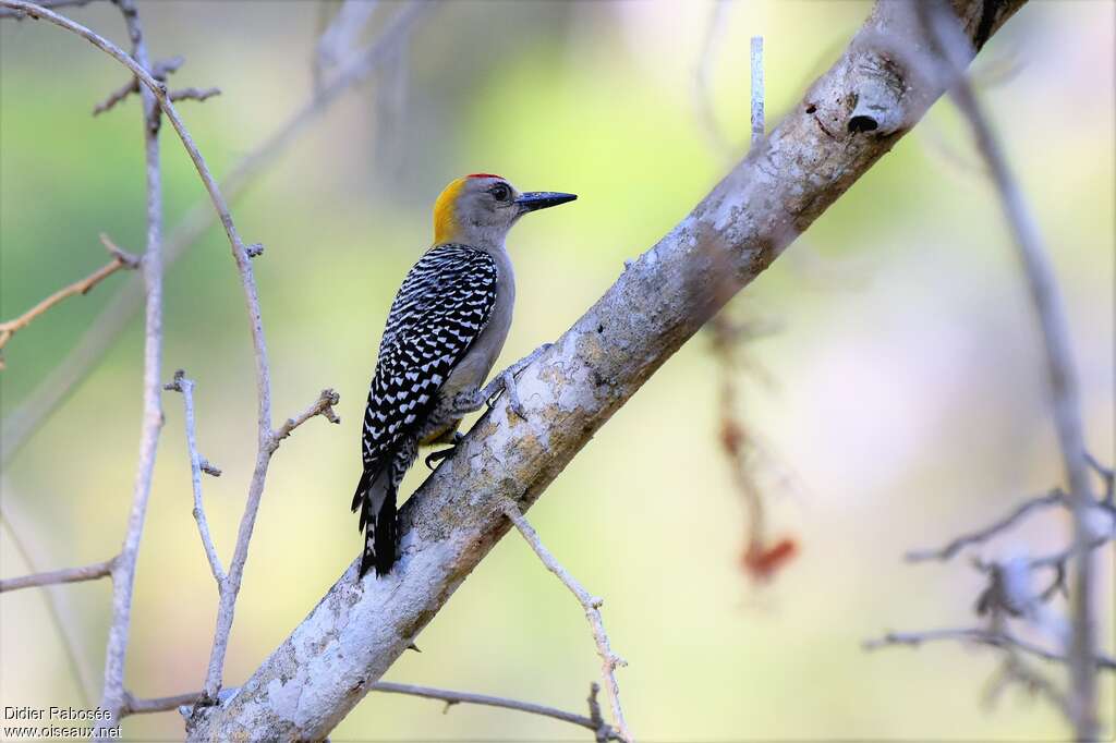 Hoffmann's Woodpecker male adult, identification