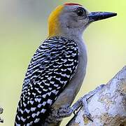 Hoffmann's Woodpecker