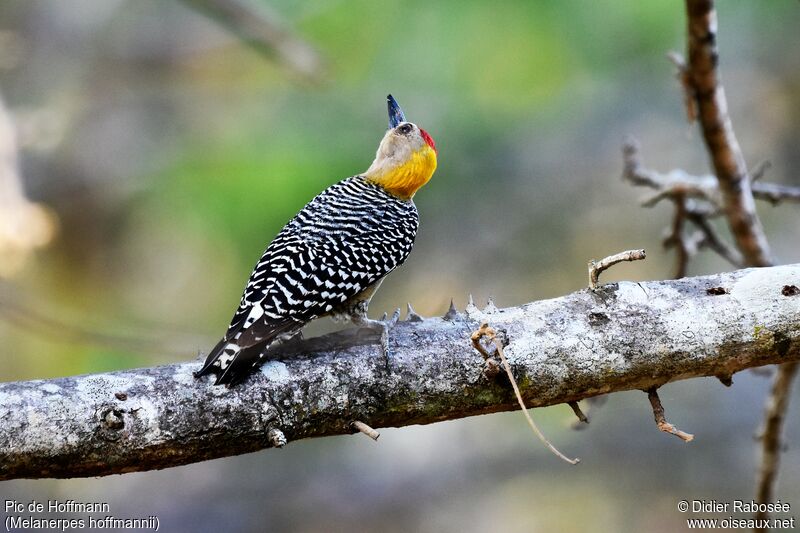 Hoffmann's Woodpecker male adult