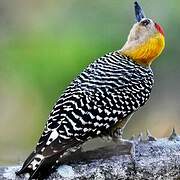 Hoffmann's Woodpecker