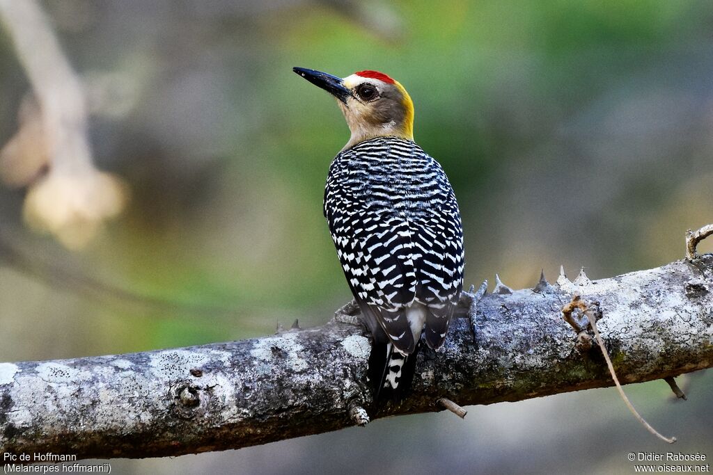 Hoffmann's Woodpecker male adult