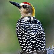 Hoffmann's Woodpecker