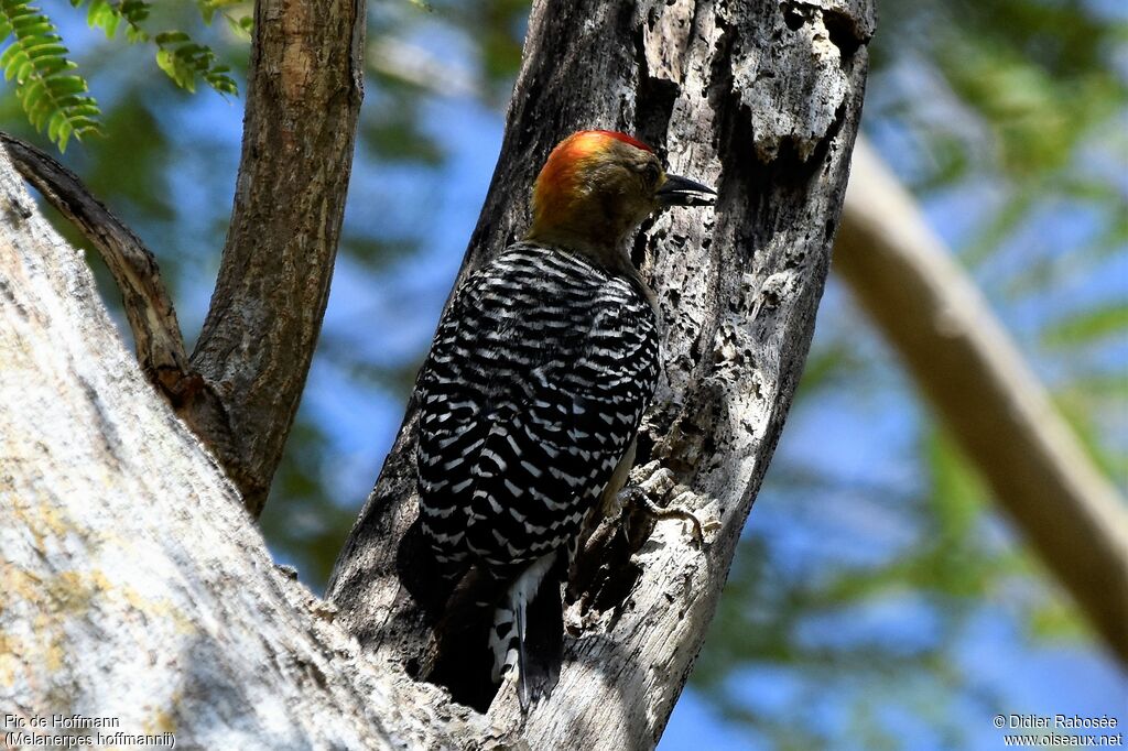 Hoffmann's Woodpecker male, identification, pigmentation