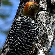 Hoffmann's Woodpecker