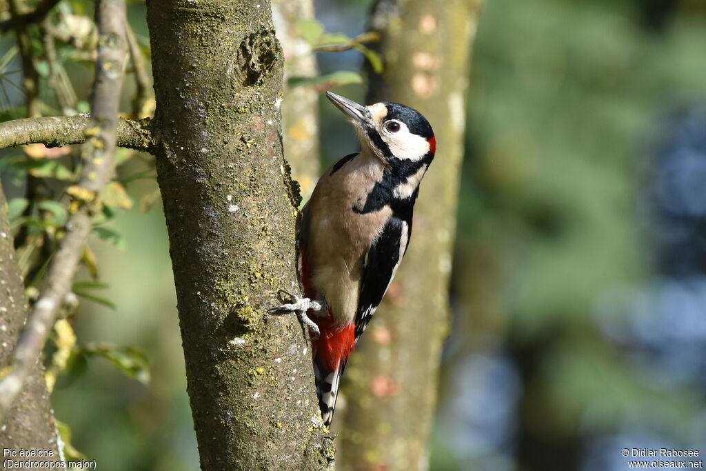 Great Spotted Woodpecker male adult