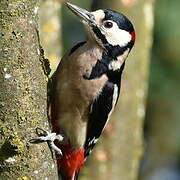 Great Spotted Woodpecker