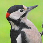 Great Spotted Woodpecker