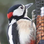 Great Spotted Woodpecker