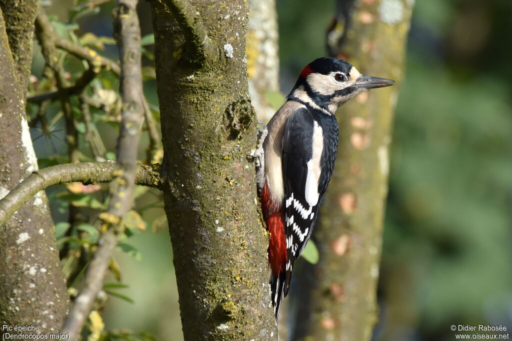 Great Spotted Woodpecker male