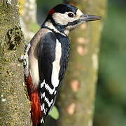 Great Spotted Woodpecker