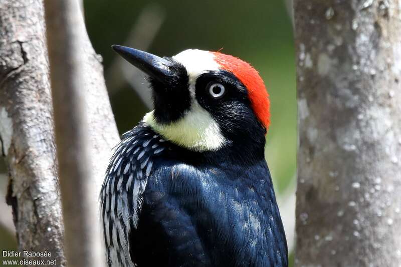 Acorn Woodpecker male adult, close-up portrait