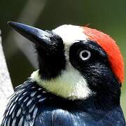 Acorn Woodpecker