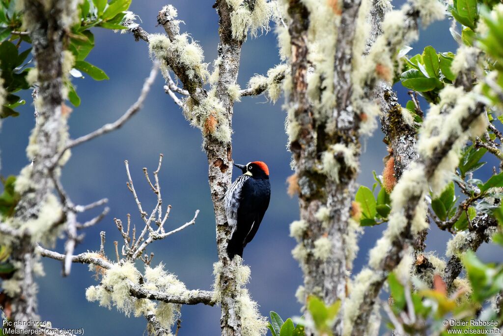 Acorn Woodpecker male