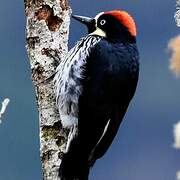 Acorn Woodpecker