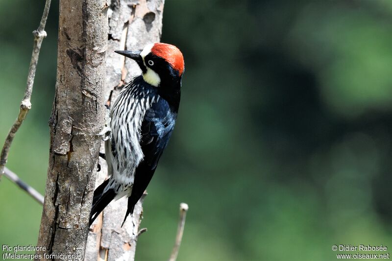 Acorn Woodpecker male