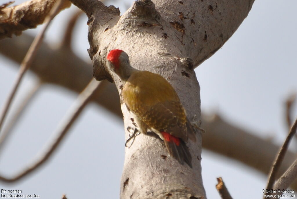 African Grey Woodpecker