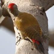 African Grey Woodpecker