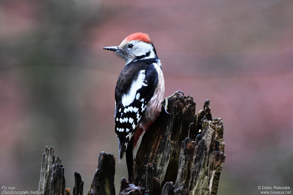 Middle Spotted Woodpeckeradult