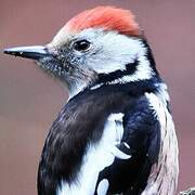 Middle Spotted Woodpecker