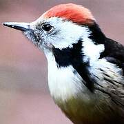 Middle Spotted Woodpecker