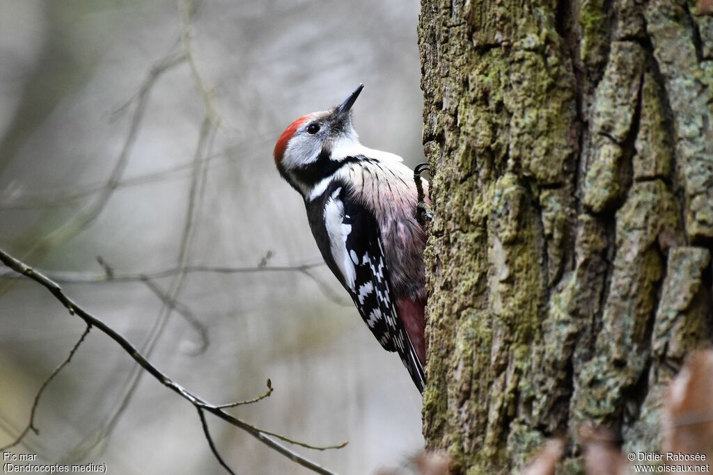 Middle Spotted Woodpeckeradult