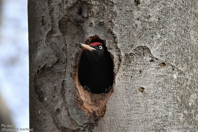 Black Woodpecker male, Reproduction-nesting